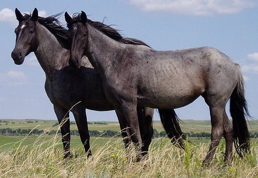 nokota horses cropped